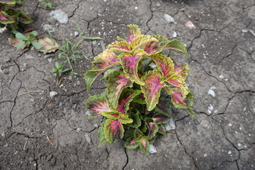 Pink and green foliage of Coleus scutellarioides in mid July