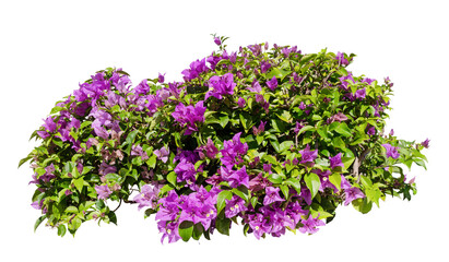 Bush of bougainvillea fresh blooming on isolated white background with copy space and clipping path.