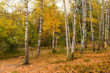 Autumn birch forest horizontal composition. Colorful bright yellow birch grove. The natural background. Slender white trunks in the soft sunlight. The concept of Golden autumn. Relaxation and privacy.