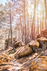 Autumn forest road leaves view. Concept of the seasons