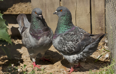 Pair of King Pigeons cooing near the fence