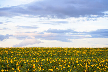 日が落ちかけの空と、ミニひまわりの群生