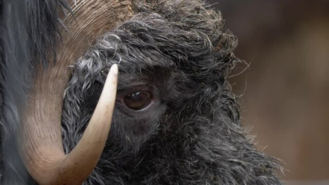 Extreme close up shot of Musk Ox eye and dipped downward horn with shaggy, matted wet fur