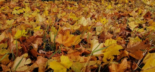 autumn leaves background