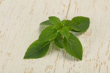 Fresh green Basil leaves - for cooking