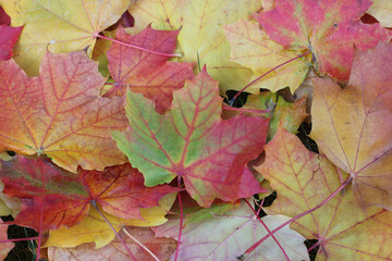 Naklejka na ściany i meble Colorful autumn foliage, autumn leaves on the ground