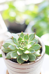 Lovely Succulents in a Pot