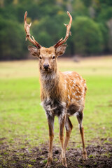 Wild white-tailed deer in a field.