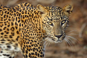 The Sri Lankan leopard (Panthera pardus kotiya), female portait of wild leopard