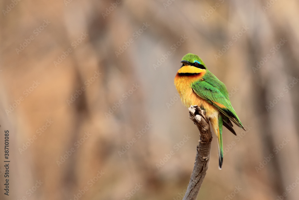 Wall mural The little bee-eater (Merops pusillus) sitting on a branch with a brown background. A small African green bee-eater sitting on a thin twig with a brown background.