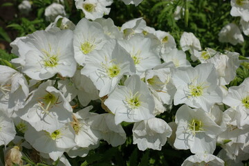 Large white flowers of Oenothera speciosa in June