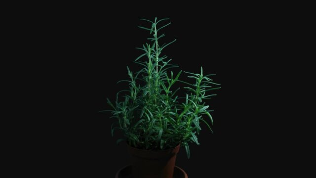 Phototropism effect in growing Rosemary herb (Rosmarinus officinalis or Dew of the sea) 3a3 in RGB + ALPHA mate format isolated on black background
