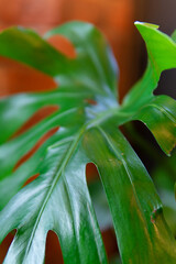 Obraz premium green plant leaves close up