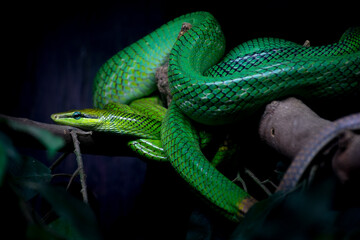 A green snake on the branch