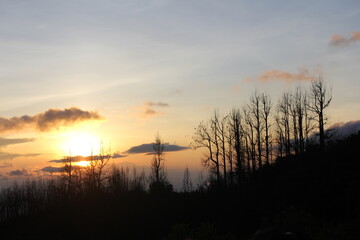 Fototapeta premium The sun rises Behind the trees silhouette