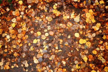 fallen leaves autumn abstract background, yellow leaves, october in the park, seasonal design