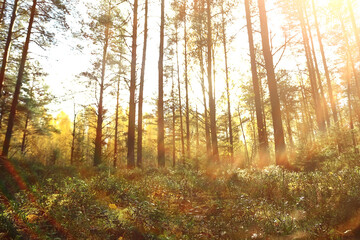 Fototapeta premium golden autumn forest landscape, mixed forest view, taiga, nature in october