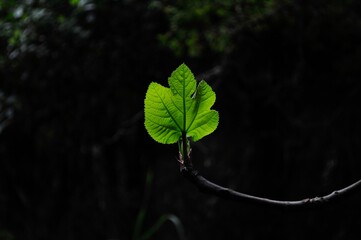 VIDA
