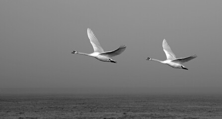 Mute swans approaching for landing