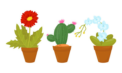 Flowers and Plants Growing in Ceramic Pots Vector Set