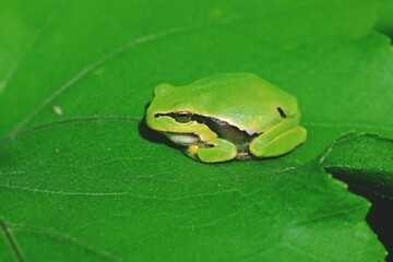 Rana arborícola europea (Hyla arborea) sobre una hoja verde. Rana tomando el sol a orillas del río Danubio en Rumanía.