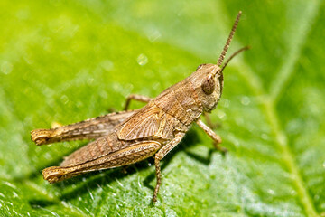 Meadow Grasshopper (Chorthippus parallelus), brown variety, Cornwall, England, UK.