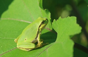 Rana arborícola europea (Hyla arborea) sobre una hoja verde. Rana con un atrevido insecto en su nariz tomando el sol a orillas del río Danubio en Rumanía.