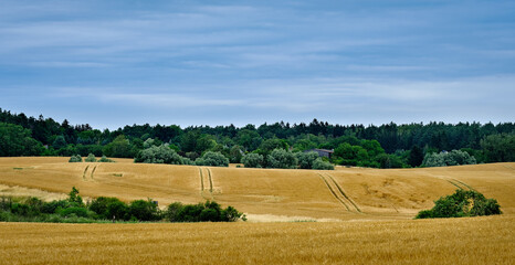 Fototapeta na wymiar Sommerliche Weizenfelder mit Wegspuren und Schuppen bei Trampe in der Uckermark