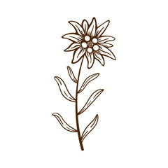 edelweiss flower icon vector alpine icon flat web sign symbol logo label - 387104250
