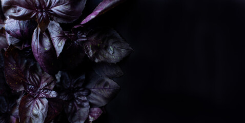 Ripe leaves of violet basil close-up. An herb bunch of aromatic basilic is an ingredient for pesto. Black low key still life. texture background organic nature plants. banner place for text copyspace