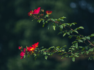 Fototapeta premium 秋晴れの日の薔薇