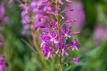 Fototapeta premium beautiful, natural, purple,pink flowers,cypress, green plants,grass in the meadow,field in summer