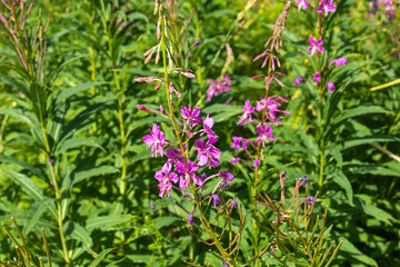 beautiful, natural, purple,pink flowers,cypress, green plants,grass in the meadow,field in summer