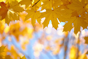 
Autumn yellow maple leaves on a blurred forest background, very shallow focus. Colorful foliage in the autumn park. Excellent background on the theme of autumn. 