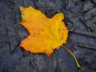 an image of single fallen leaf on ground