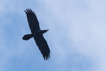Isolated raven in flight with fully open wings