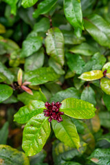 Carolina allspice from sweetshrub flower family. Also know as Calycanthus floridus - obrazy, fototapety, plakaty