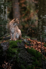 Naklejka na ściany i meble Lynx on the rock in Bayerischer Wald National Park, Germany 
