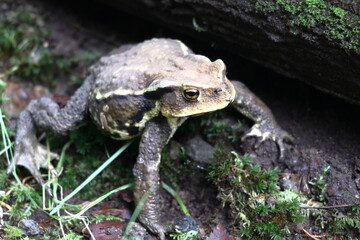 アズマヒキガエル