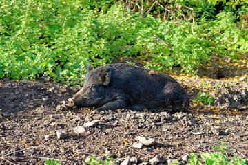 Wild hogs in the forest