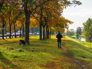 Fototapeta premium A man walking his dog down a trail surrounded by Fall colors.