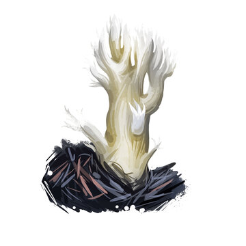 Clavulina cristata white crested coral fungus, light-colored edible mushroom of America and Europe. Digital art illustration, natural food, package label. Autumn harvest fungi on grass, closeup.
