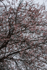 Obraz na płótnie Canvas Foto de un árbol con flores rosas
