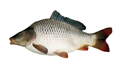 Isolated River fish big Common Carp Cyprinus Carpio close-up