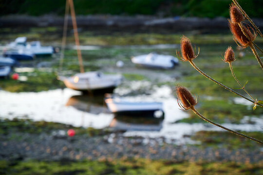Diestel, Ebbe und Boote