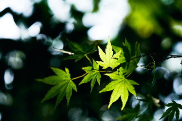 Maple leaves with blue sky and mountain behind in forest in Seto Inland Sea, Japan.