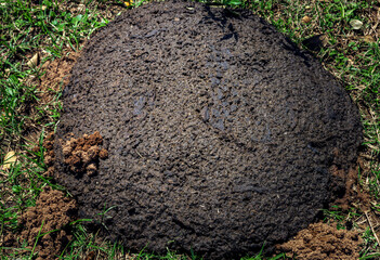 Buffalo dung on grass can be found in rural areas of Thailand.