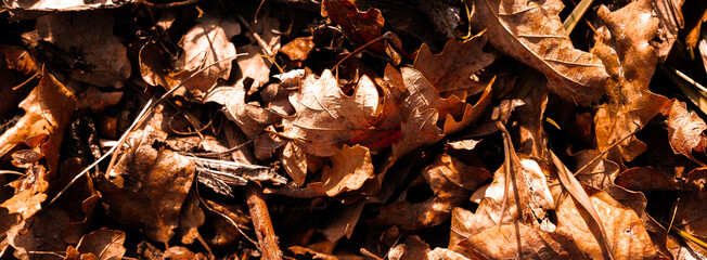 Autumn leaves background composition. Beautiful orange autumn leaves as backdrop. Fall leaf. Flat lay, top view, copy space.