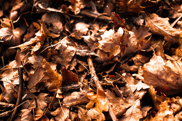 Autumn leaves background composition. Beautiful orange autumn leaves as backdrop. Fall leaf. Flat lay, top view, copy space.