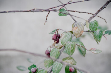 Bright purple berries covered with hoarfrost in cool winter morning